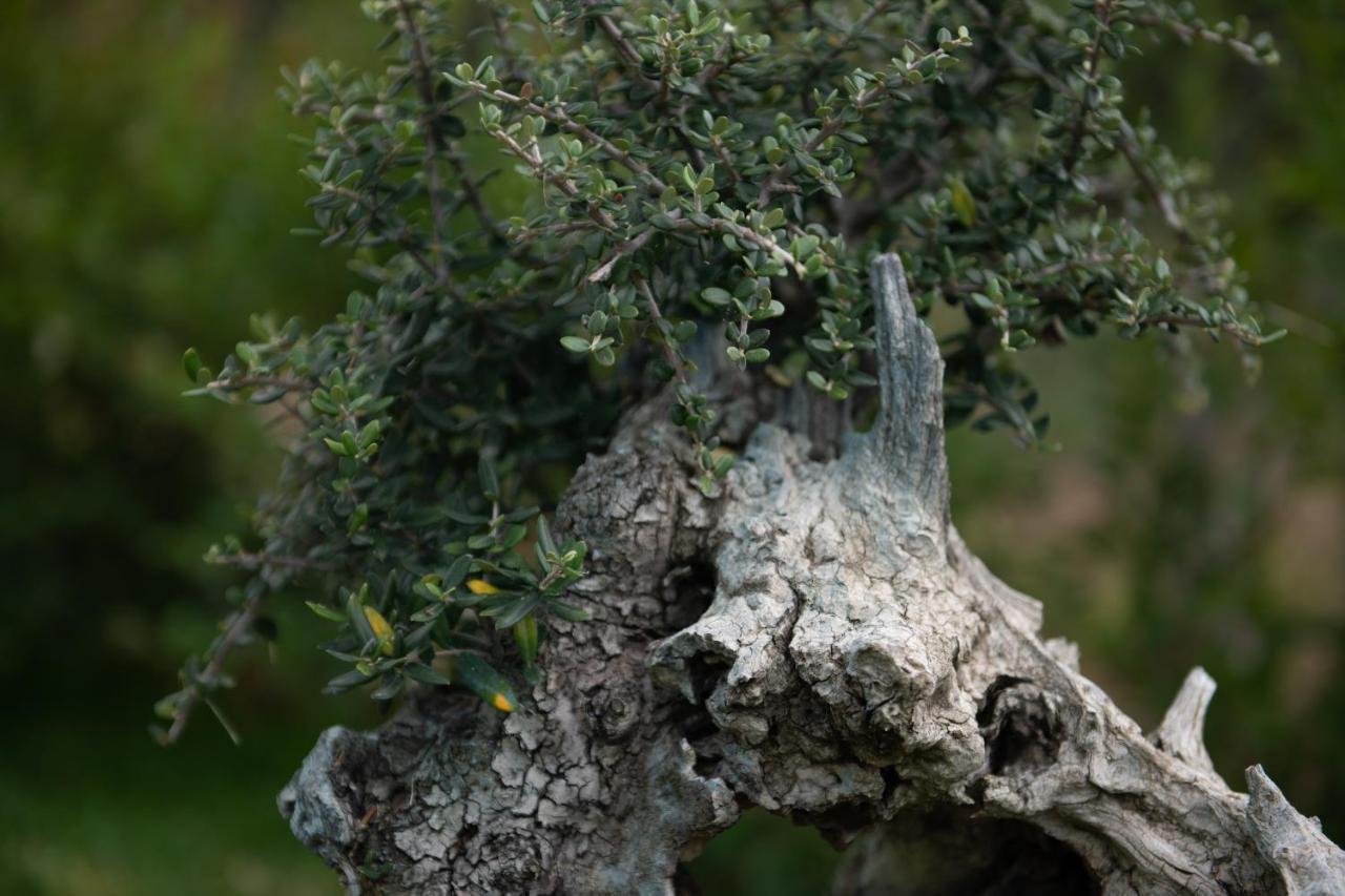 OrmíliaAgrikia Tis Vasilikis公寓 外观 照片