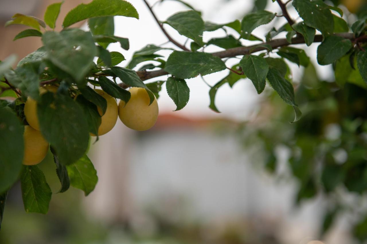 OrmíliaAgrikia Tis Vasilikis公寓 外观 照片