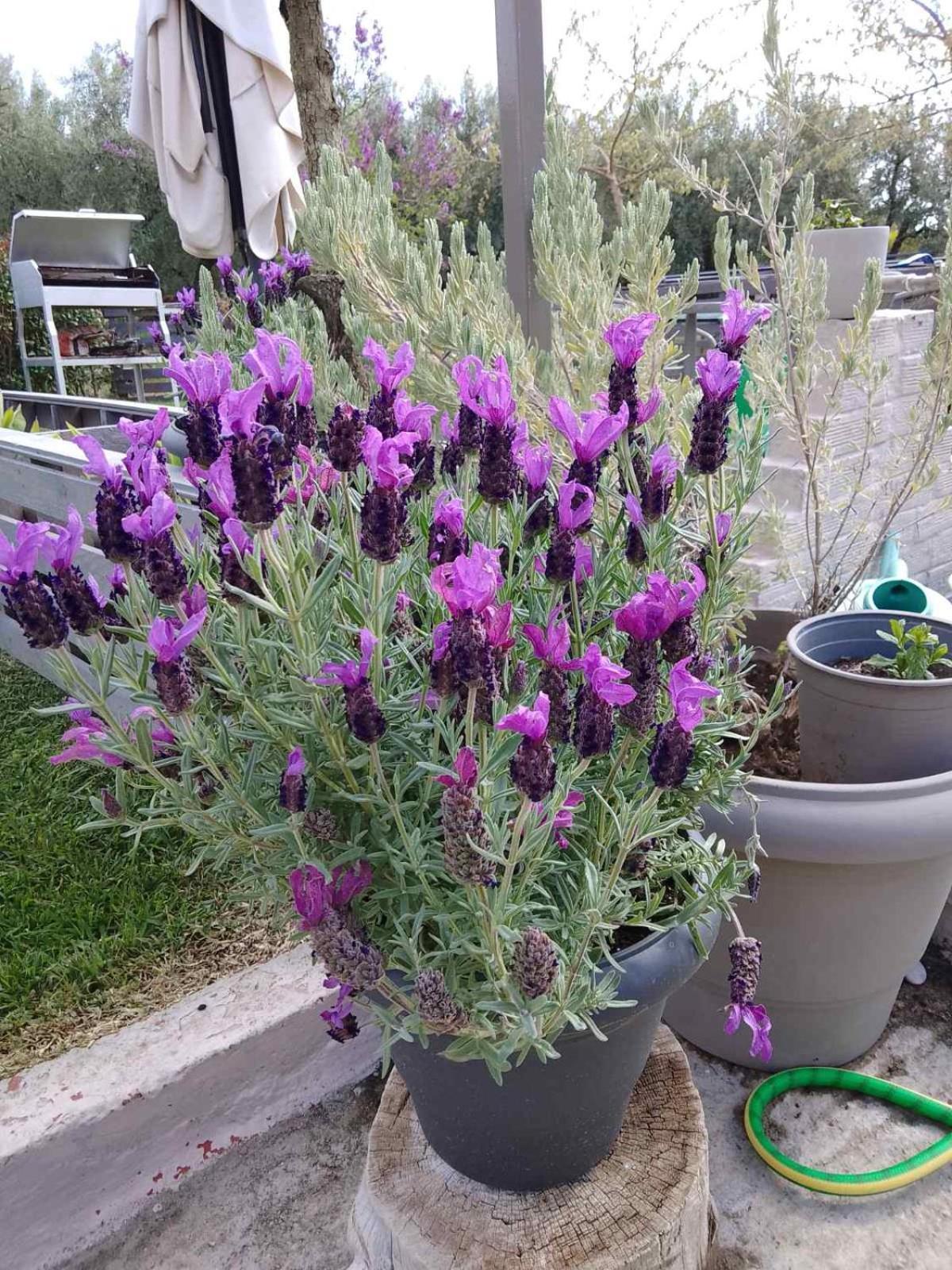 OrmíliaAgrikia Tis Vasilikis公寓 外观 照片